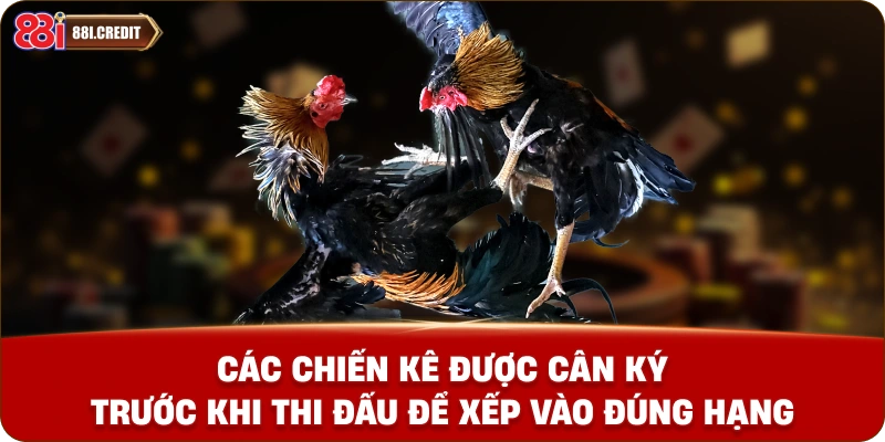 Các chiến kê được cân ký trước khi thi đấu để xếp vào đúng hạng