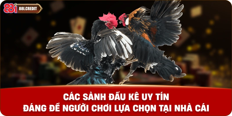 Các sảnh đấu kê uy tín đáng để người chơi lựa chọn tại nhà cái
