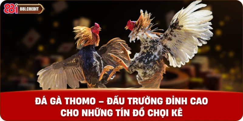 Đá gà thomo - Đấu trường đỉnh cao cho những tín đồ chọi kê