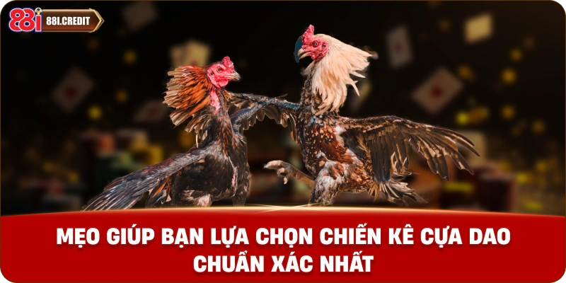Mẹo giúp bạn lựa chọn chiến kê cựa dao chuẩn xác nhất