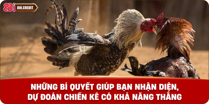 Những bí quyết giúp bạn nhận diện, dự đoán chiến kê có khả năng thắng
